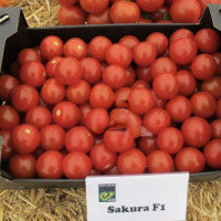 Enza Zaden Томат Сакура F1