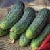 Огірок Ліст F1 ( Rijk Zwaan)