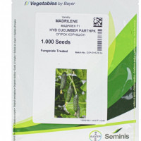  Огірок Мадрілене F1 (Seminis)