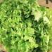 Салат Латук Кришталевий (GL Seeds)