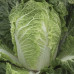 Пекінська капуста Білко F1