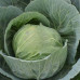 Капуста Агресор F1 ( Syngenta)