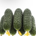 Огірок Іллонара F1 (Rijk Zwaan)