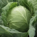 Капуста Сілема F1 (Rijk Zwaan)