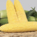 Кукурудза Карамелло F1(May Seeds)