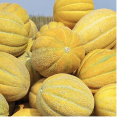 Диня Ефіопка 