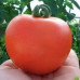 Томат Флорида F1( Seminis)
