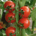 Томат Сакура F1 ( Enza Zaden)