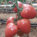 Томат Конго F1(Clause)