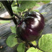 Баклажан Джаз F1 (Lark Seeds)