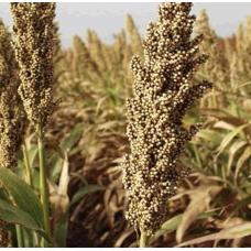 Кейрас - сорго, 300 000 насінин, EURALIS Франція