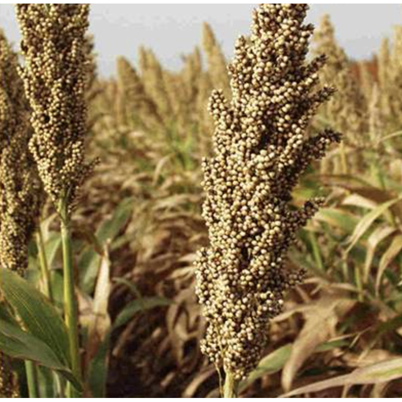 Кейрас - сорго, 300 000 насінин, EURALIS Франція Кейрас - сорго, 300 000 насінин, EURALIS Франція