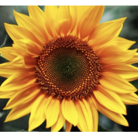 Український F1 - ранній соняшник (клас Экстра), 150 000 насінин, ВНІС Україна