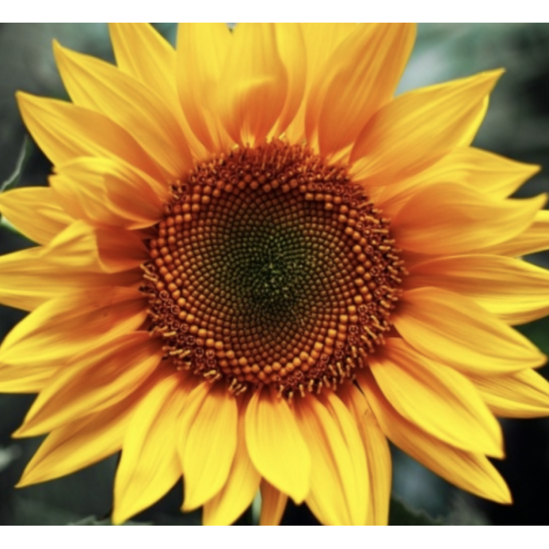 Український F1 - ранній соняшник (клас Экстра), 150 000 насінин, ВНІС Україна