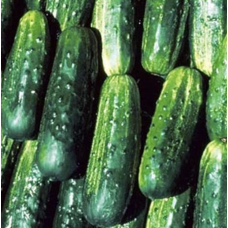 Потомак F1 - огірок бджолозапильний, 1 000 насінин, Seminis (Семініс) Голландія