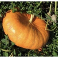 Атлант - гарбуз, кг, Moravoseed (Моравосід) Чехія