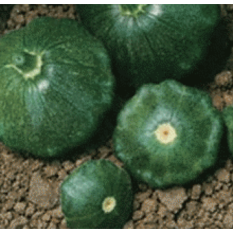 Старшип F1 - патисон зелений, 500 насіння, Syngenta (Сингента), Голландія Старшип F1 - патисон зелений, 500 насіння, Syngenta (Сингента), Голландія