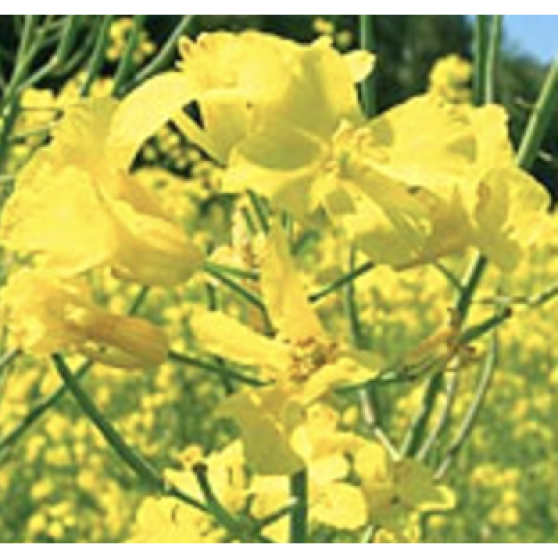 Секюр ДК, ріпак, 1 п.е. (1,5 млн. шт), Monsanto/Монсанто (США) Секюр ДК, ріпак, 1 п.е. (1,5 млн. шт), Monsanto/Монсанто (США)