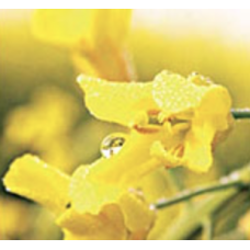 Секвоя ДК, ріпак 1 п.е. (1,5 млн.шт), Monsanto/Монсанто (Голландія)