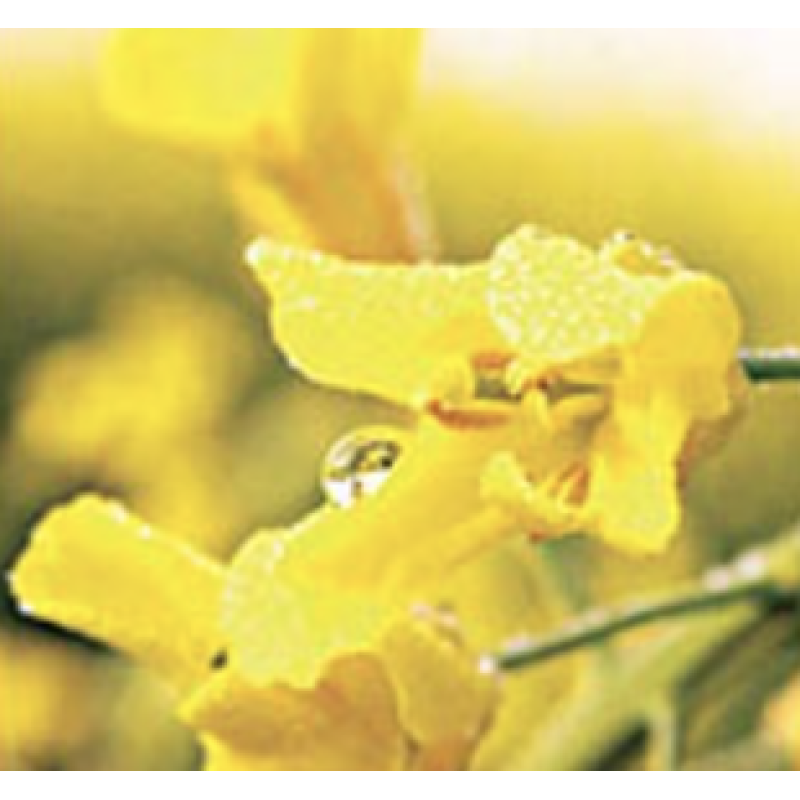 Секвоя ДК, ріпак 1 п.е. (1,5 млн.шт), Monsanto/Монсанто (Голландія) Секвоя ДК, ріпак 1 п.е. (1,5 млн.шт), Monsanto/Монсанто (Голландія)