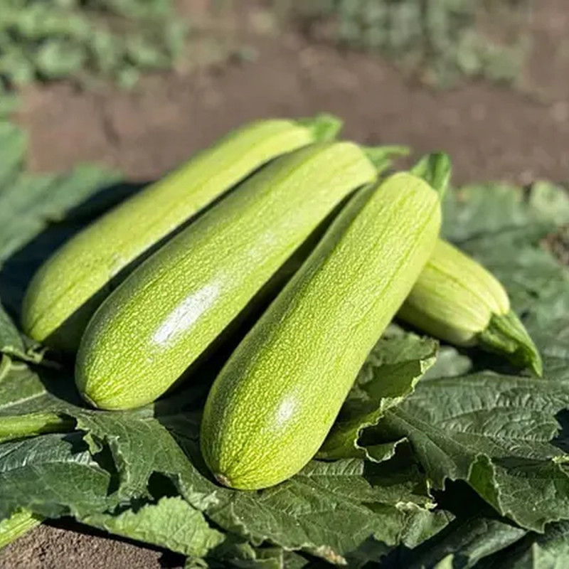 Manier Seeds Кабачок Фенді F1