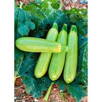 Manier Seeds Кабачок Фенсі F1