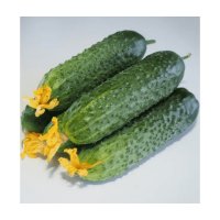 Seminis Огірок Мадейра F1