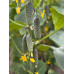 Manier Seeds Огірок Моджо F1