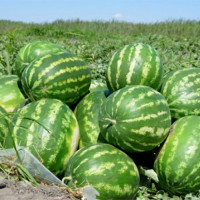 Кавун АУ Продюсер