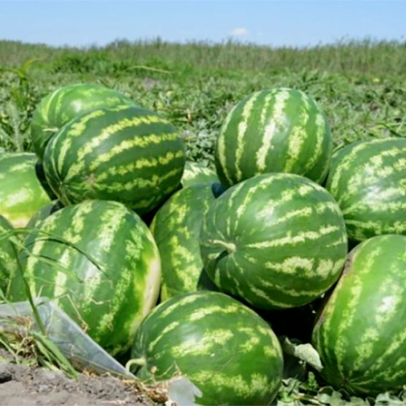 Кавун АУ Продюсер