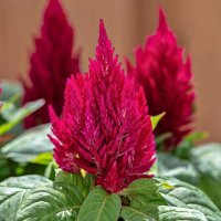 Целозія периста Кімоно Cherry Red 200шт Целозія периста Кімоно Cherry Red 200шт