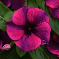 Катарантус (барвінок) Тату F1 Black Cherry 100шт Катарантус (барвінок) Тату F1 Black Cherry 100шт