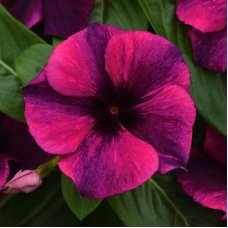 Катарантус (барвінок) Тату F1 Black Cherry 100шт
