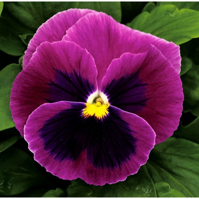 Віола вітроокка Маммут F1 Pink Berry 100шт