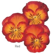Віола вітроока (Ультіма) F1 Radiance Red 100шт