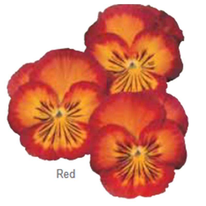 Віола вітроока (Ультіма) F1 Radiance Red 100шт Віола вітроока (Ультіма) F1 Radiance Red 100шт