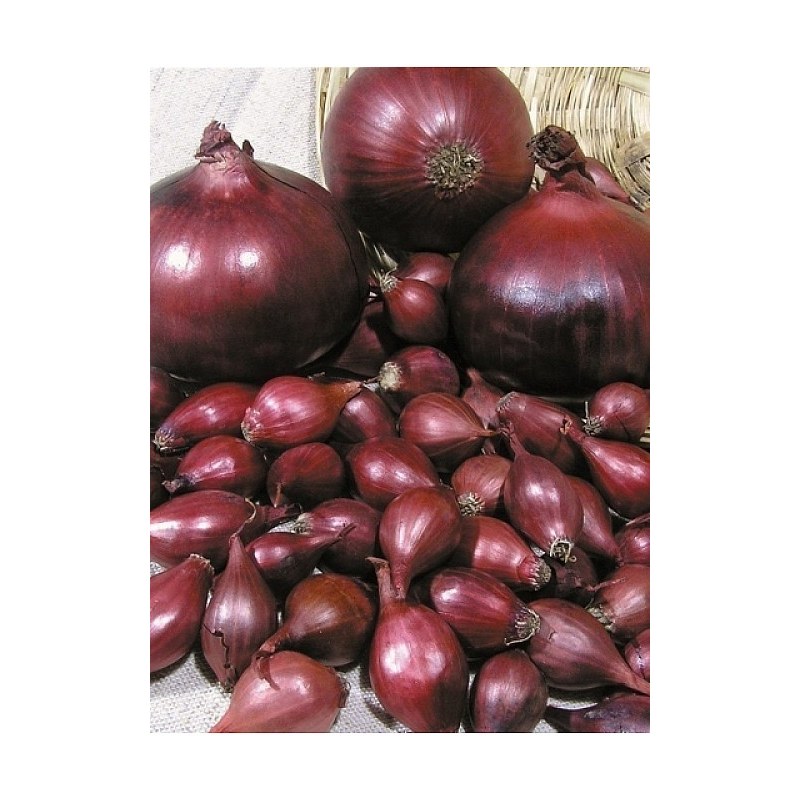 цибуля-сіянка Ред Барон, 1 кг