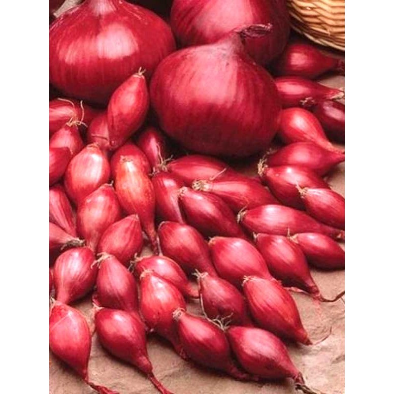 цибуля-сіянка Ред Кармен (Україна), 1 кг