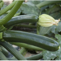 Кабачок Супремо F1 - 1000 насінин, Syngenta (Сінгента), Голландія