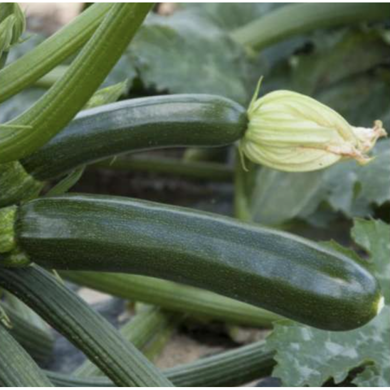 Кабачок Супремо F1 - 1000 насінин, Syngenta (Сінгента), Голландія