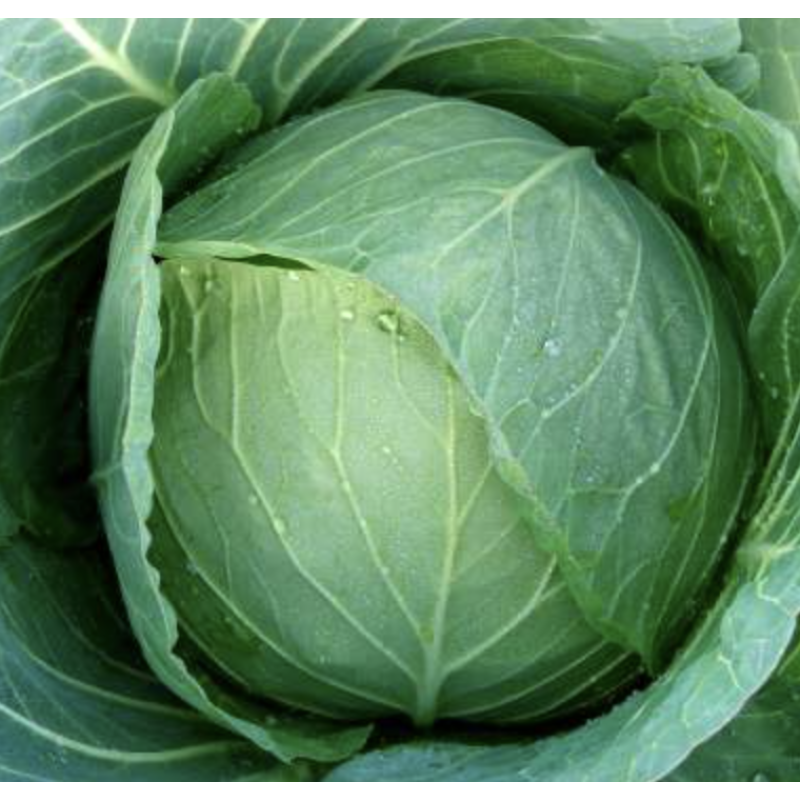 Чирз F1 - капуста білокачанна, 10 г, Takii Seed Японія Чирз F1 - капуста білокачанна, 10 г, Takii Seed Японія