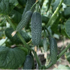 КС 707 F1 - огірок партенокарпічний, Kitano (Китано), Японія