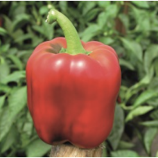 Кримсон Кінг F1 - солодкий перець, Nickerson Zwaan (Нікерсон Цваан), Голландія