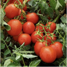 Томат Гонг F1 5000 насіння драж., Nickerson Zwaan (Нікерсон Цваан), Голландія