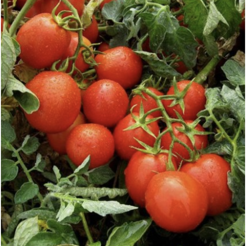Томат Гонг F1 5000 насіння драж., Nickerson Zwaan (Нікерсон Цваан), Голландія