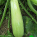 Кабачок Іскандер F1 (Seminis)