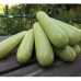 Кабачок АДЕЛІЯ F1 (ADELIA)Enza Zaden 
